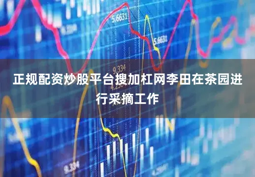 正规配资炒股平台搜加杠网李田在茶园进行采摘工作